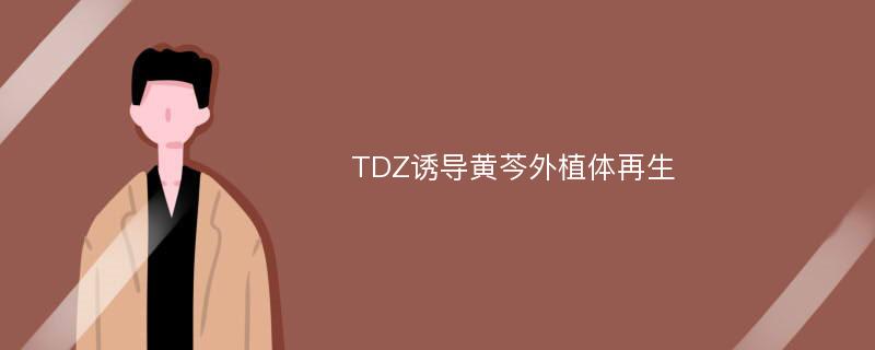 TDZ诱导黄芩外植体再生
